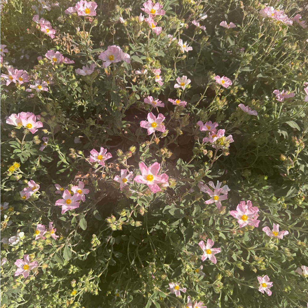 Meet your Posher, Savannah